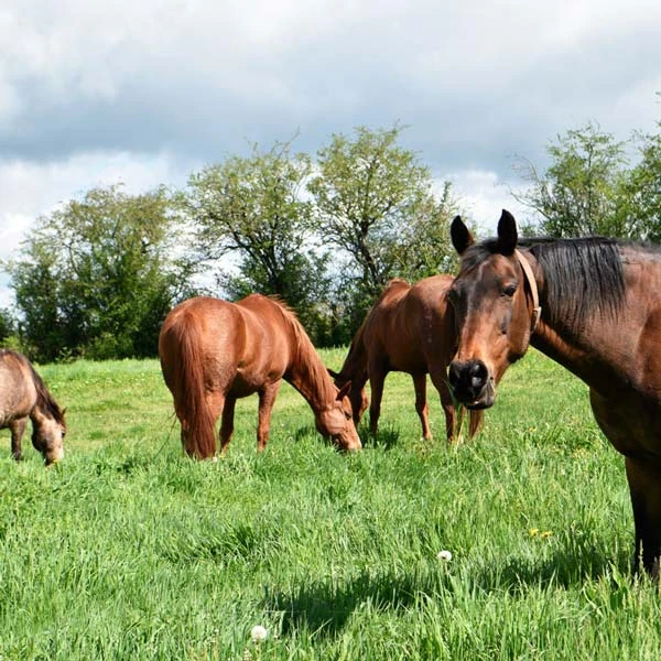 Pension pour chevaux à Lapalisse, Allier